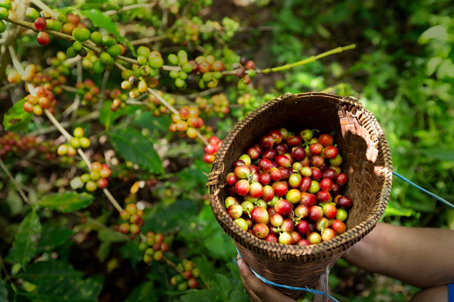 donde se cultiva el cafe Dolce Gusto donde se cultiva el cafe Dolce Gusto