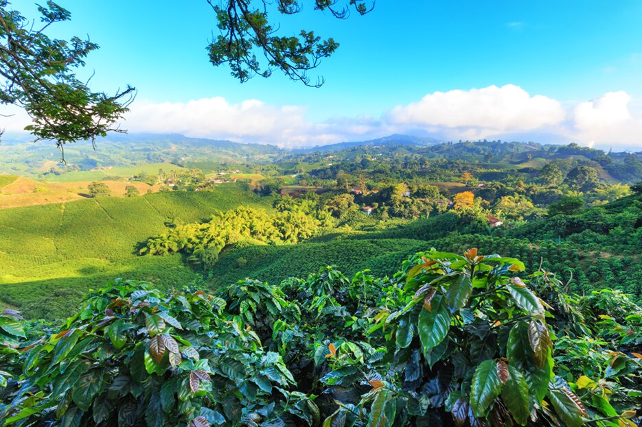 Condiciones climáticas café Condiciones climáticas café