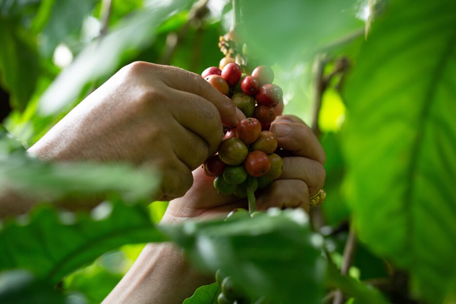 condiciones para cultivar café condiciones para cultivar café