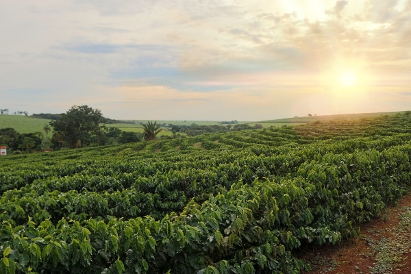 Mejor clima para cultivar el café Mejor clima para cultivar el café