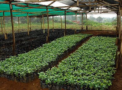 Cuales Son Las Mejores Variedades De Cafe Para La Siembra Cuales Son Las Mejores Variedades De Cafe Para La Siembra