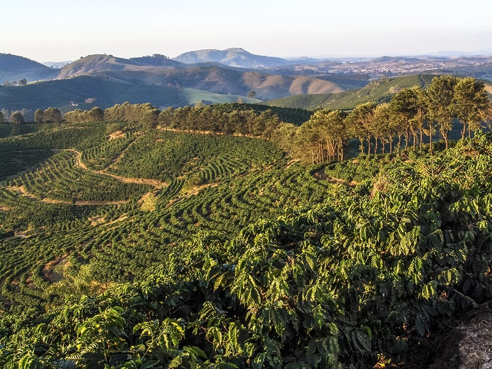 Cafetales en Brasil