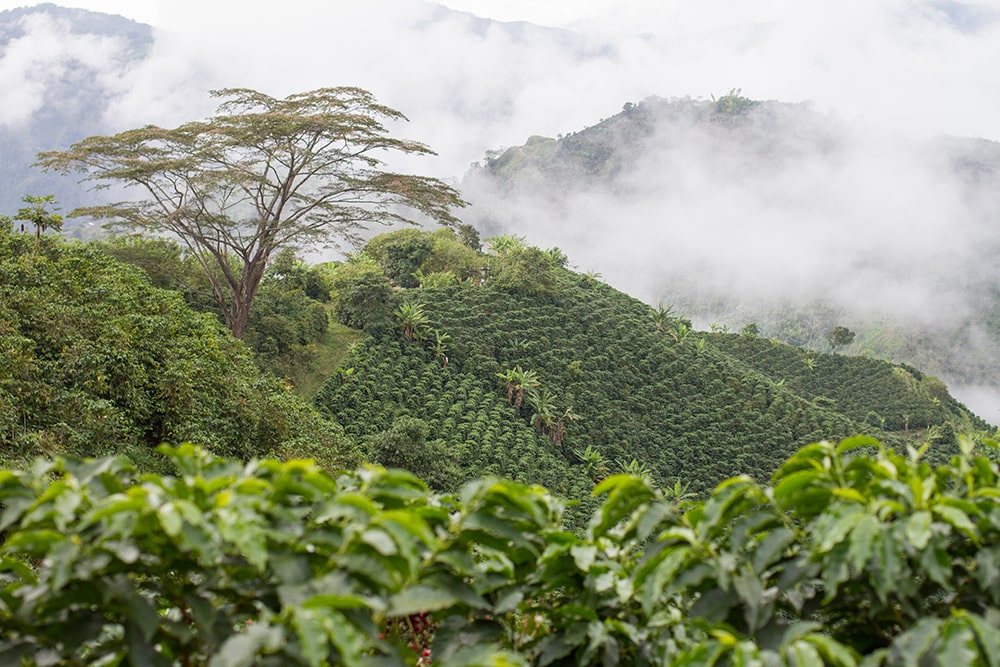 Cafetales en Colombia