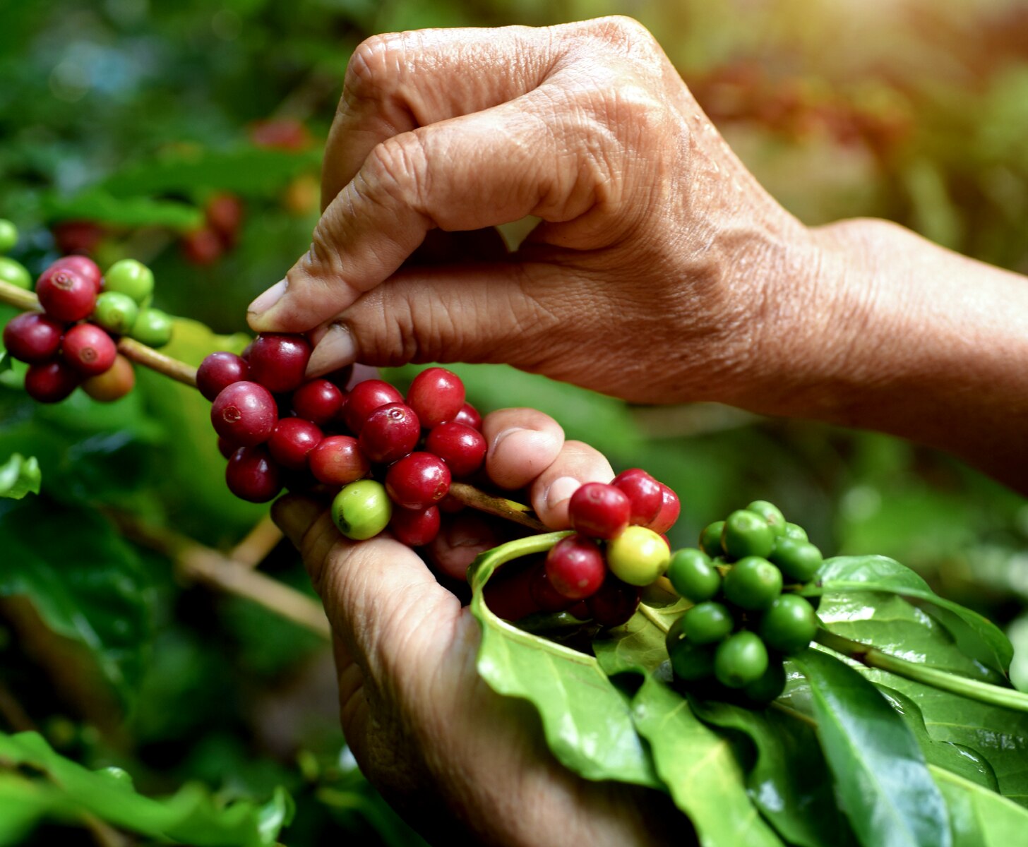 Persona recogiendo granos de café