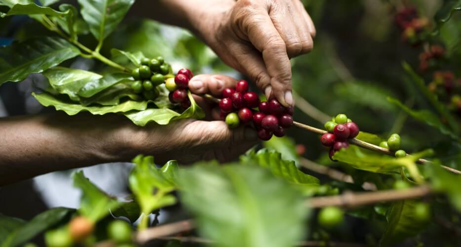 Diferencias entre café orgánico y convencional Diferencias entre café orgánico y convencional