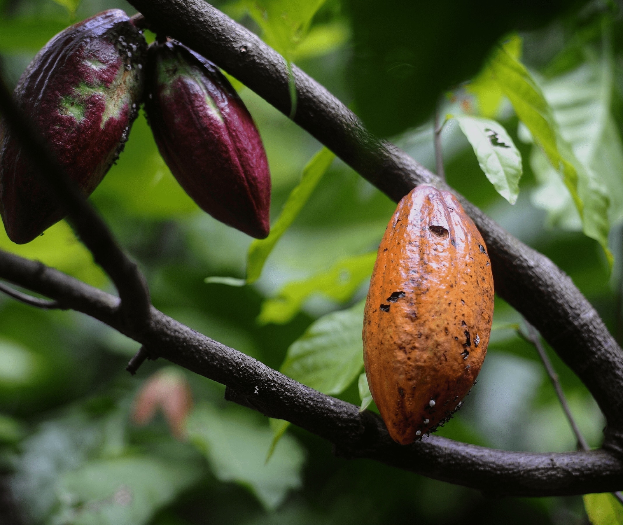 Primer plano de vainas de cacao creciendo en una rama del &aacute;rbol