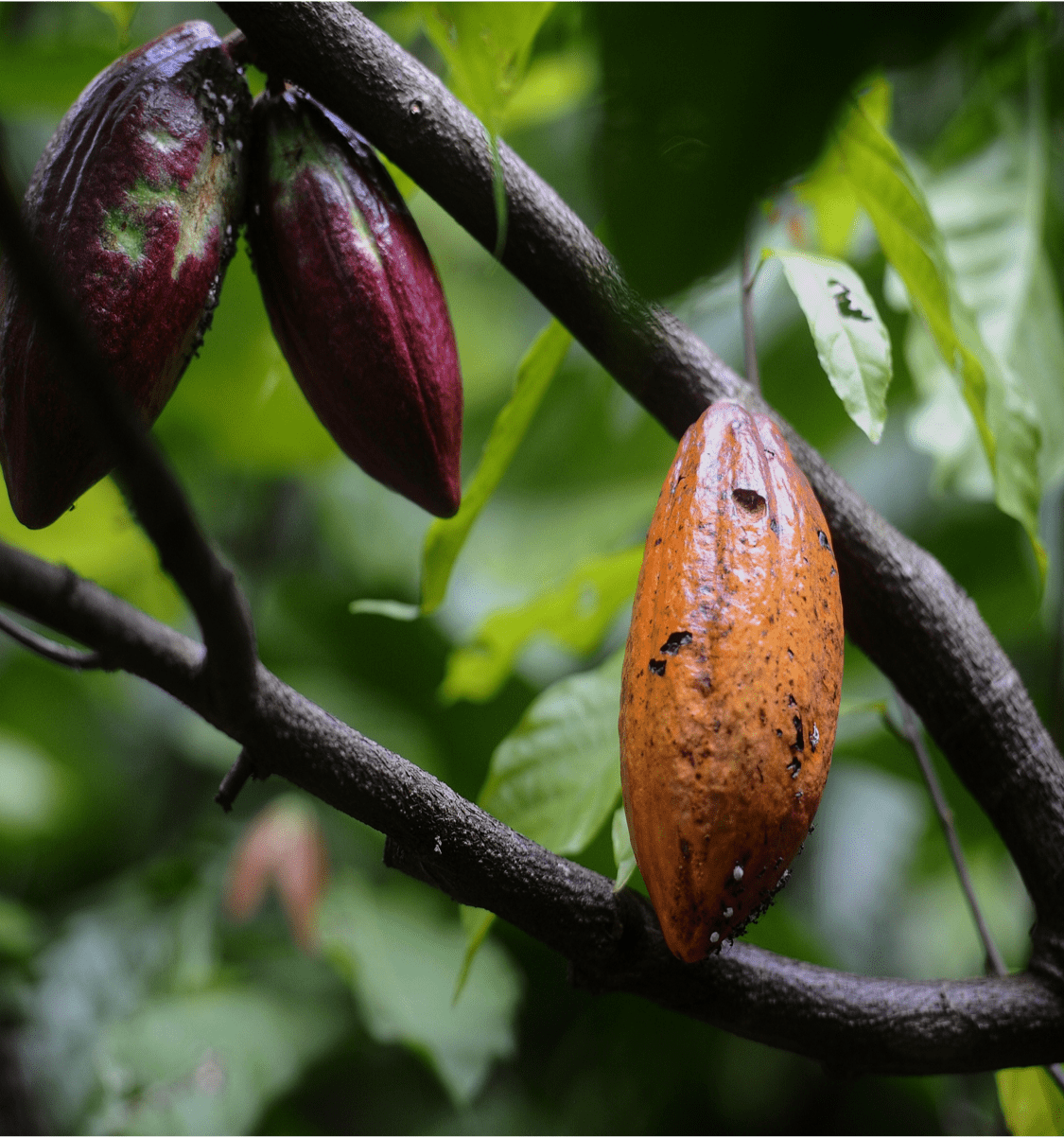 Primer plano de vainas de cacao creciendo en una rama del &aacute;rbol
