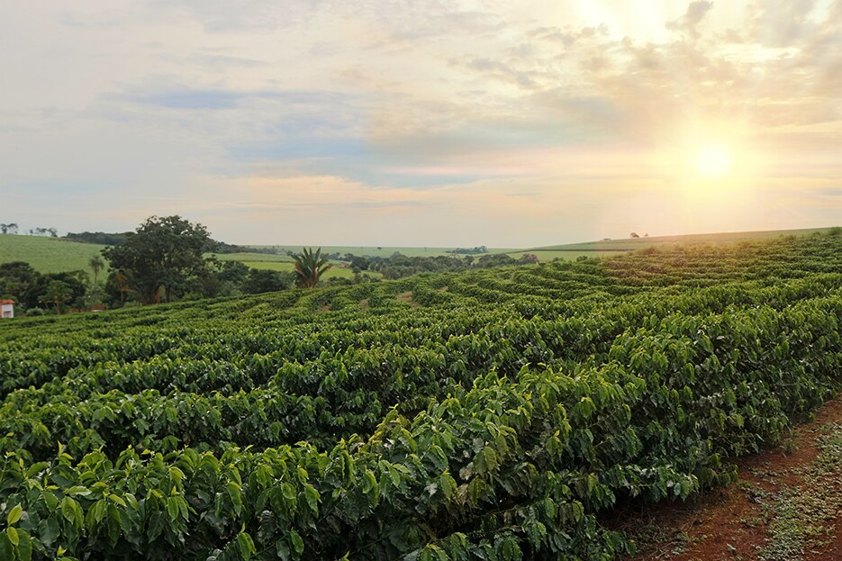 Mejor clima para cultivar café Mejor clima para cultivar café