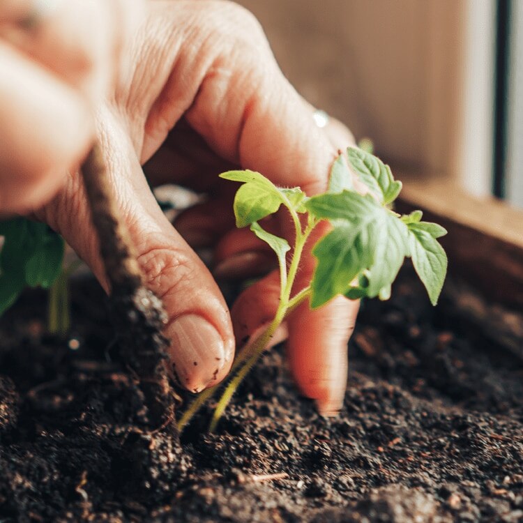 Cápsulas de café compostables