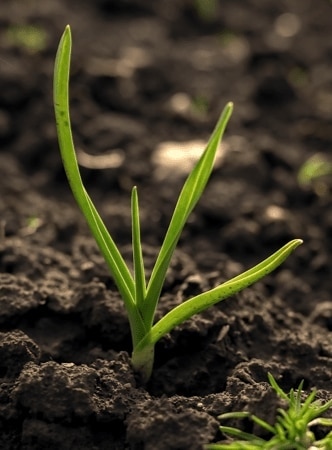 Composición cápsula