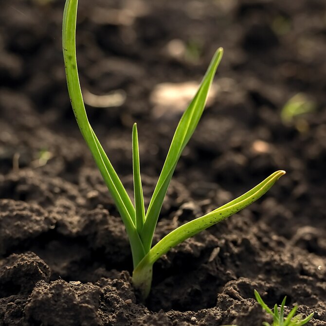 compost para tu jardín