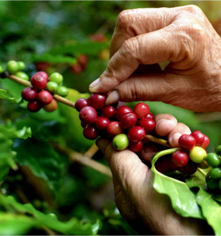 persona recogiendo granos de caf&eacute;