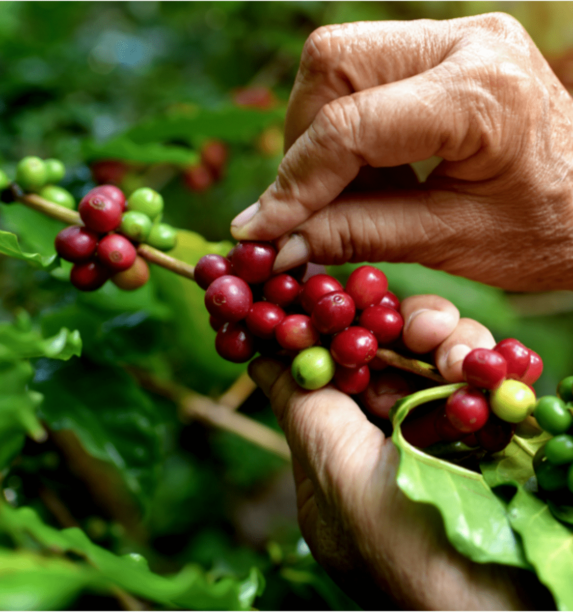 Una persona recogiendo granos de caf&eacute;
