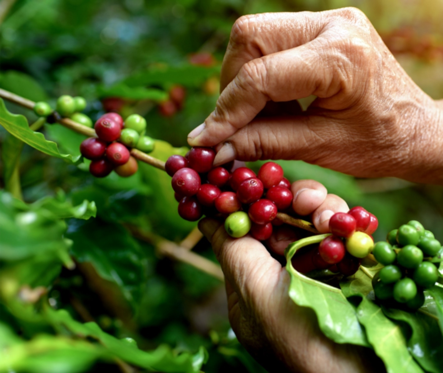 persona recogiendo granos de caf&eacute;