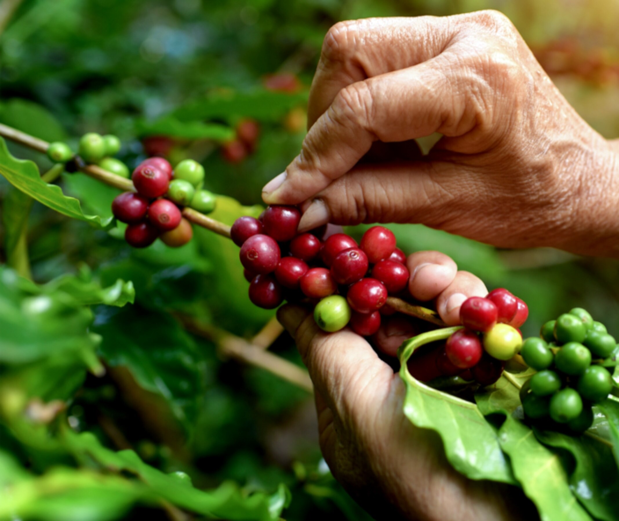 Una persona recogiendo granos de caf&eacute;