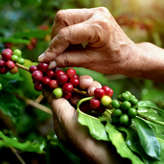 Granos de café recogidos a mano
