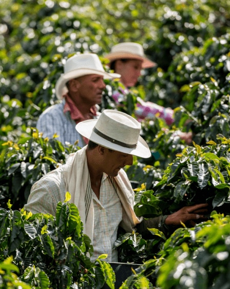 Agricultores trabajando en un cafetal