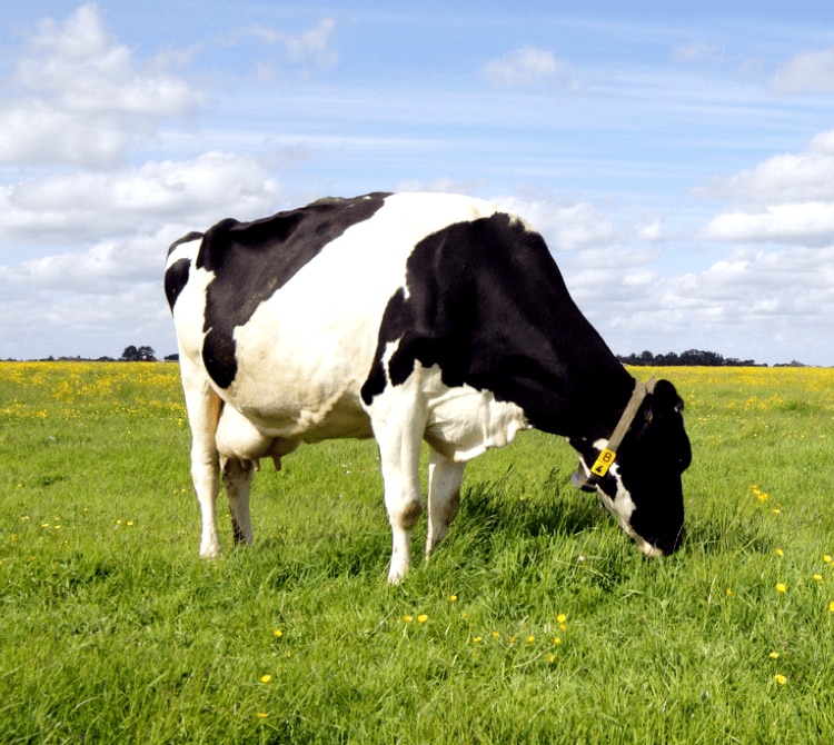 Vaca lechera en el campo