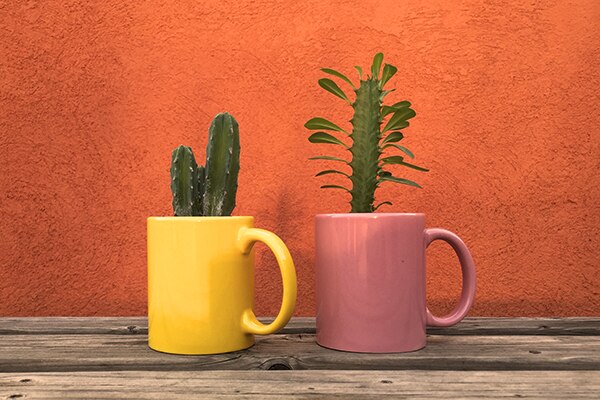 Tazas de café con cactus Tazas de café con cactus
