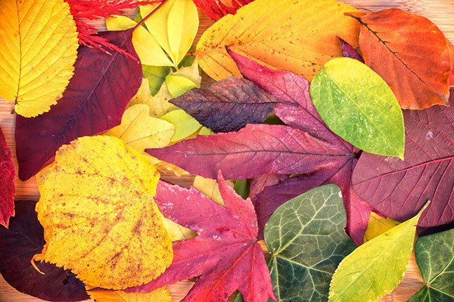 Colores de otoño Colores de otoño