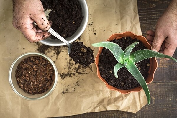 Abona tus plantas con el poso del cafe Abona tus plantas con el poso del café