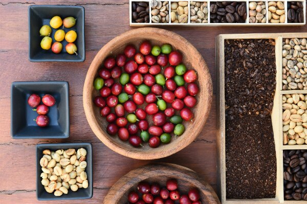 café arábica o robusta café arábica o robusta