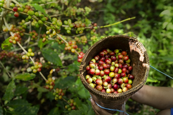 donde se cultiva el cafe Dolce Gusto donde se cultiva el cafe